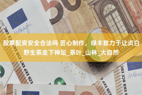 股票配资安全合法吗 匠心制作，绿丰致力于让贞白野生茶走下神坛_茶叶_山林_大自然